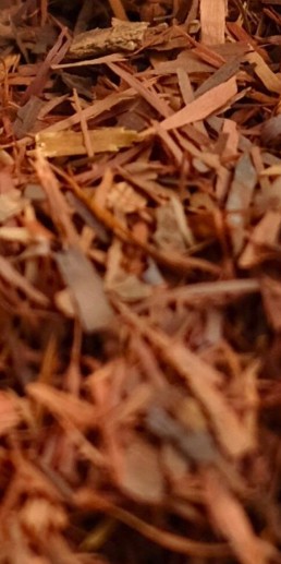 De dieprode gedroogde baststukjes van de Lapacho boom