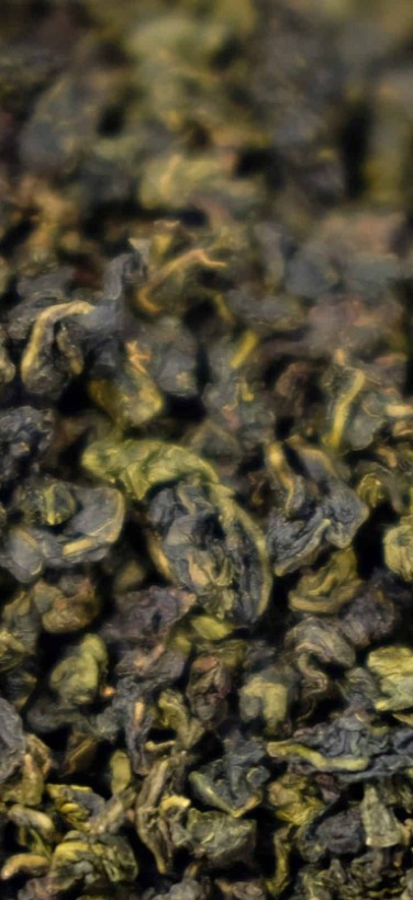 Vers geplukte Jin Xuan bladeren in de bergen van Alishan