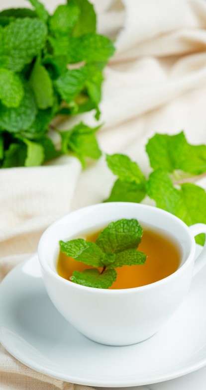 Verse groene pepermunttuin in de ochtendzon